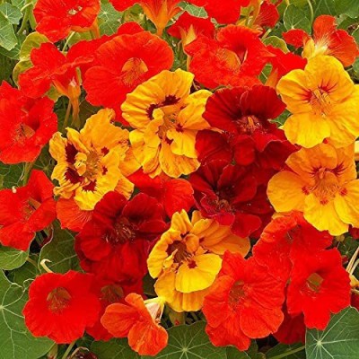 KANAYA Nasturtium Hybrid Flower Seed(50 per packet)