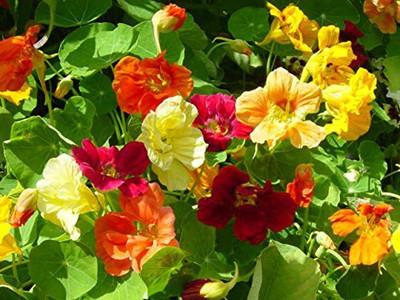 CYBEXIS Nasturtium Italian Mix Flower Seeds Seed(1 g)