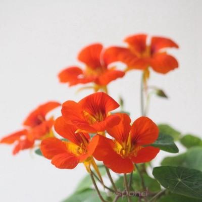 KANAYA Nasturtium Hybrid Flower Seed(45 per packet)