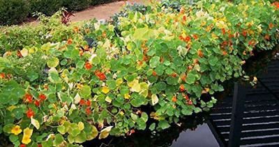 KANAYA Nasturtium Hybrid Flower Seed(20 per packet)