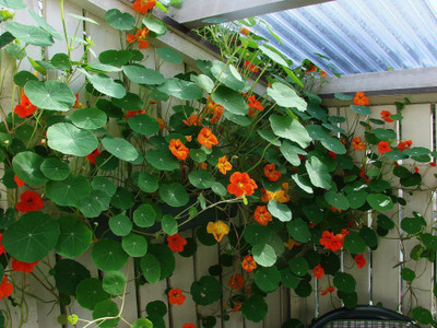 Aywal Nasturtium Flower F1 Hybrid Seed(5 per packet)