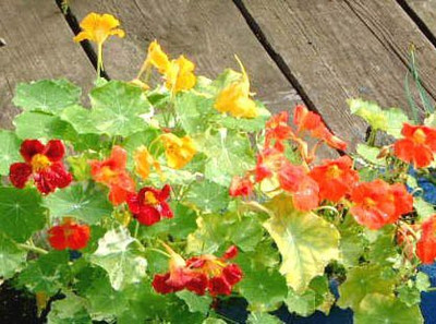 CYBEXIS Nastratium Trailing Flower Seed(50 per packet)