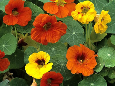 KANAYA Nasturtium Hybrid Flower Seed(10 per packet)