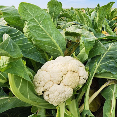 KANAYA Hybrid Cauliflower Seed(150 per packet)