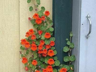 KANAYA Nasturtium Hybrid Flower Seed(10 per packet)