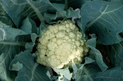WILLVINE SYN -II F1 HYBRID SWAN 5 CAULIFLOWER/PHOOL GOBI [50g, 15000 Seeds] Seed(15000 per packet)