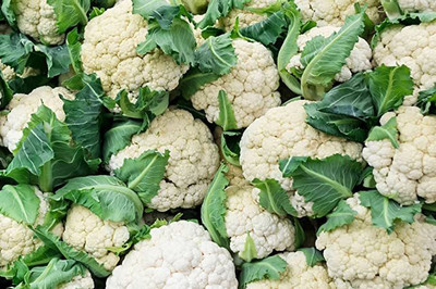 KANAYA Hybrid White Gobi Seed(125 per packet)