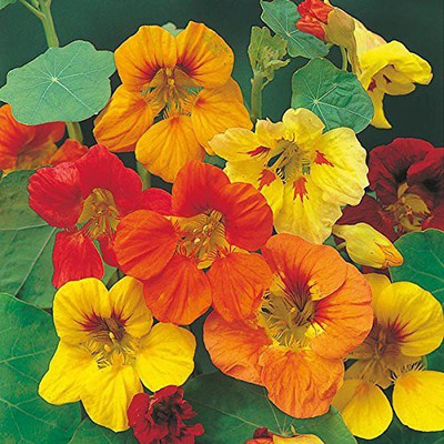 CYBEXIS NASTRATIUM MIXED FLOWER SEEDS Seed(50 per packet)