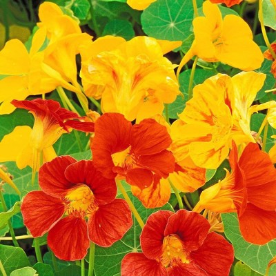 Aywal Nasturtium Flower F1 Hybrid Seed(37 per packet)