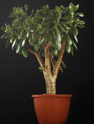 Greenery Nursery Jade Plant(Hybrid, Pack of 1)