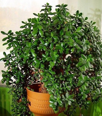 Greenery Nursery Jade Plant(Hybrid, Pack of 1)