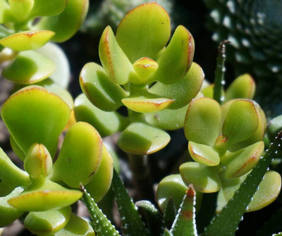 Cloud Farm Jade Plant(Hybrid, Pack of 1)
