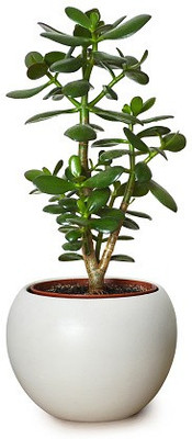 Cloud Farm Jade Plant(Hybrid, Pack of 1)