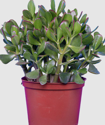 GreenyOn Jade Plant(Hybrid, Pack of 1)