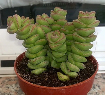 Greenery Nursery Jade Plant(Hybrid, Pack of 1)