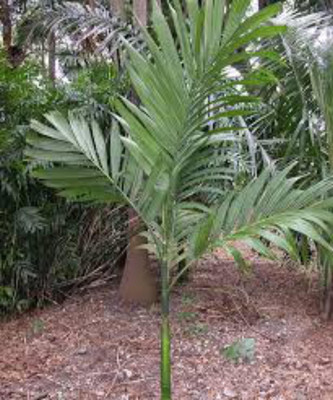 EliteGreen Dragon Tree(Hybrid, Pack of 1)