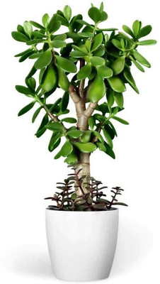 Greenery Nursery Jade Plant(Hybrid, Pack of 1)