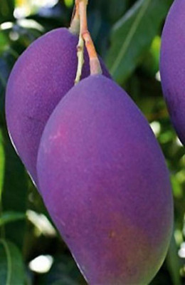 Aquinnah Graden Mango Plant(Hybrid, Pack of 1)