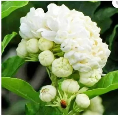 Sundhi Jasmine Plant(Hybrid, Pack of 1)