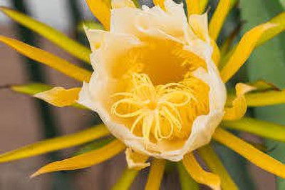 EliteGreen Dragon Tree(Hybrid, Pack of 1)