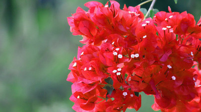 GreenCaart Bougainvillea Plant(Pack of 1)