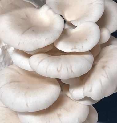 grenfel Mushroom 600Gm White Oyster Mushrooms 1st Generation Spawn/Seeds Mycelium Spores Seed(650 per packet)