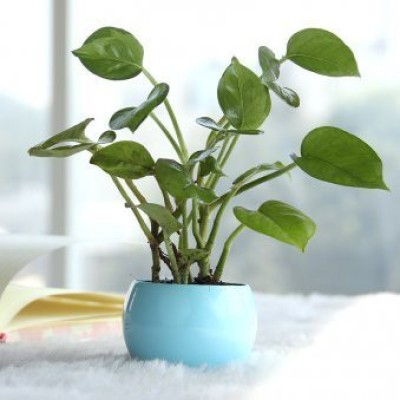 Grinian Money Plant(Hybrid, Pack of 1)