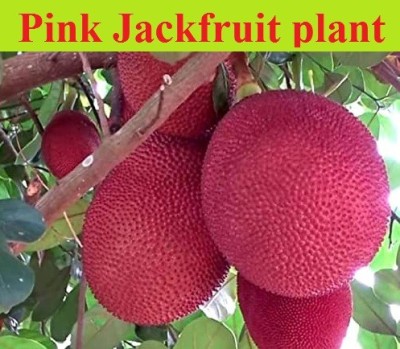 Heaven Of Saplings Jack Fruit Plant(Hybrid, Pack of 1)