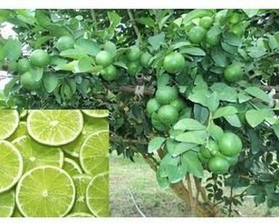 Ariya Lemon Plant(Hybrid, Pack of 1)