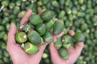 EliteGreen Betel Nut/Supari Plant(Hybrid, Pack of 1)