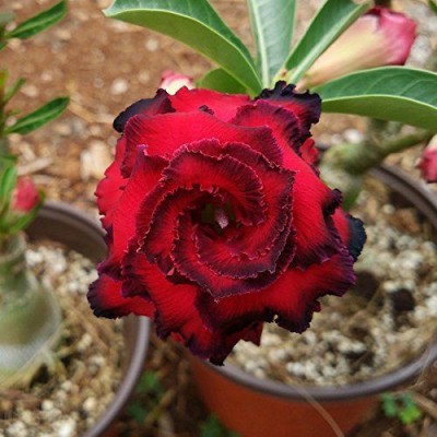 ADRIJA PLANT NURSERY Adenium Plant(Hybrid, Pack of 1)