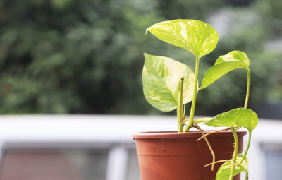 BISWAS GARDEN Money Plant(Hybrid, Pack of 1)
