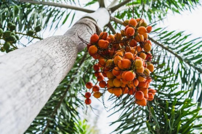 EliteGreen Betel Nut/Supari Plant(Hybrid, Pack of 1)