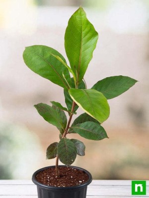 minatigreenhouse Almond Plant(Hybrid, Pack of 1)