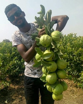 LaughEarth Guava Plant(Hybrid, Pack of 1)