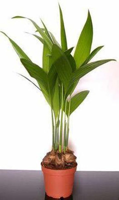 PLaNeTreee Betel Nut/Supari Plant(Hybrid, Pack of 1)