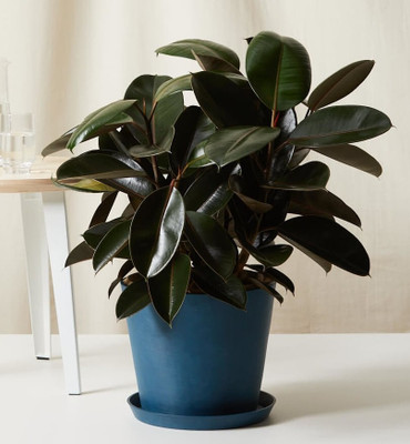 Gallery Earth Plant Rubber Bush Plant(Hybrid, Pack of 1)