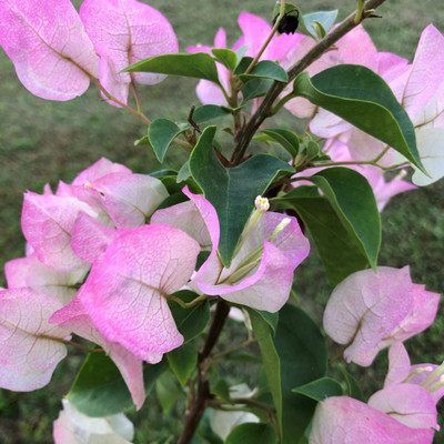 SSalerBazar Bougainvillea Plant(Hybrid, Pack of 1)