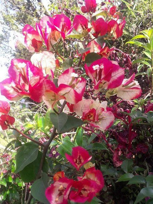 GreenyOn Baugainvillea Plant(Hybrid, Pack of 1)