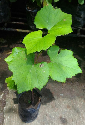 Mohomaya Grapes Plant(Hybrid, Pack of 1)