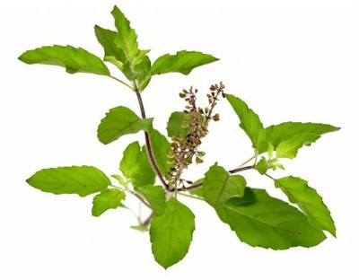 Vijay Sales Tulsi Plant(Hybrid, Pack of 1)