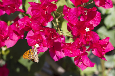 greennursery Baugainvillea Plant(Hybrid, Pack of 1)