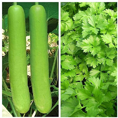 Kenware All Season Coriander (Dhaniya) & Bottle Gourd (Loki) Vegetables Seed(20 per packet)