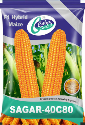 CALYXSEEDS : SAGAR-40C80-F1 HYBRID MAIZE, HYBRID CORN, HYBRID MAKKA, HYBRID MAIZE Seed(4 kg)