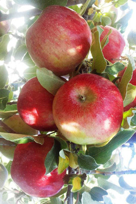 My Dream Nursery Apple Plant(Hybrid, Pack of 1)