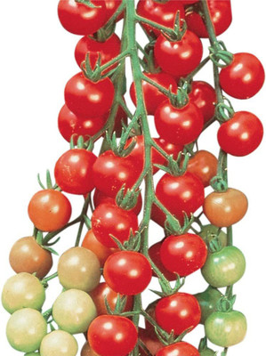 VibeX VVI-21 - Super Sweet Hybrid Cherry Tomato - (1350 Seeds) Seed(1350 per packet)