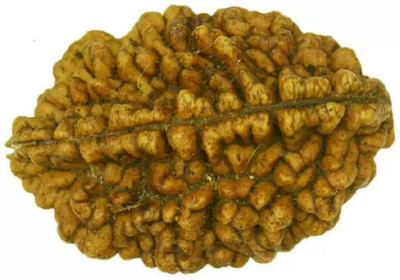 Fine Creation Lab Certified Natural 2 Mukhi Rudraksha Bead Nepali 2 Face Rudraksha Beads Wood