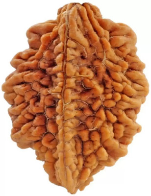 Chopra Gems Certified/Original Two Mukhi Rudraksha/Natural 2-faced For Men & Women Wood Pendant