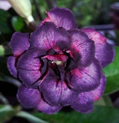 FasanGren Adenium Plant(Hybrid, Pack of 1)