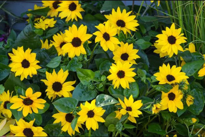 ROSEMERC Sunflower Seed (150 per packet) Seed(150 per packet)